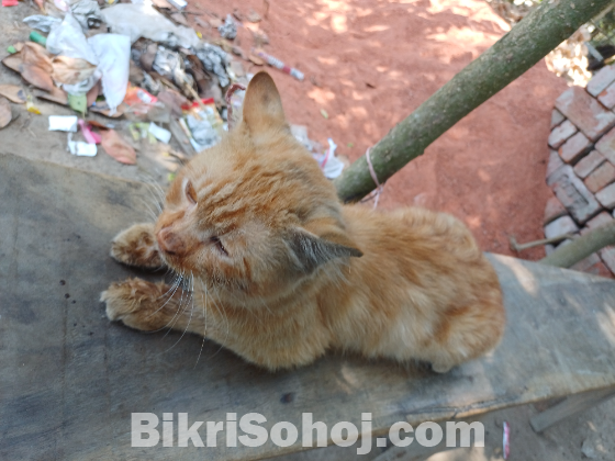 পারশিয়ান বিড়াল